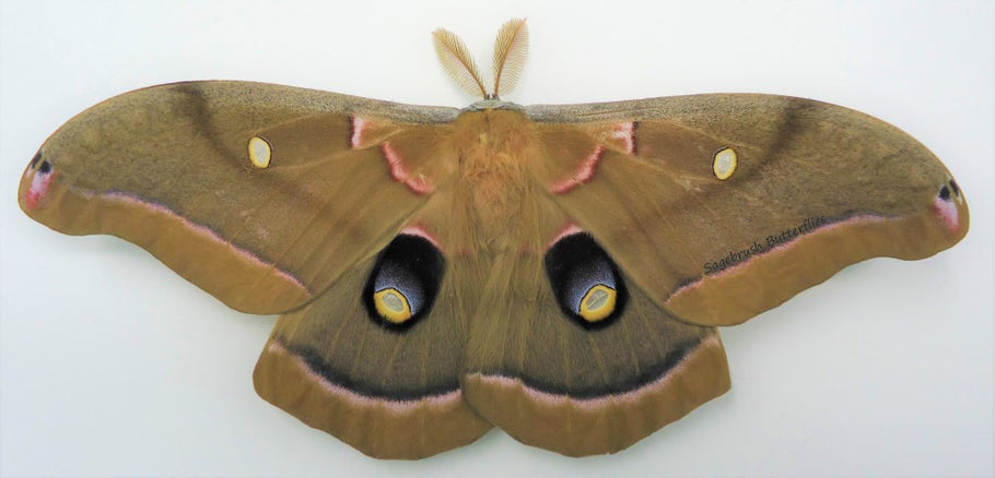 What's so wonderful about Polyphemus silk moths?