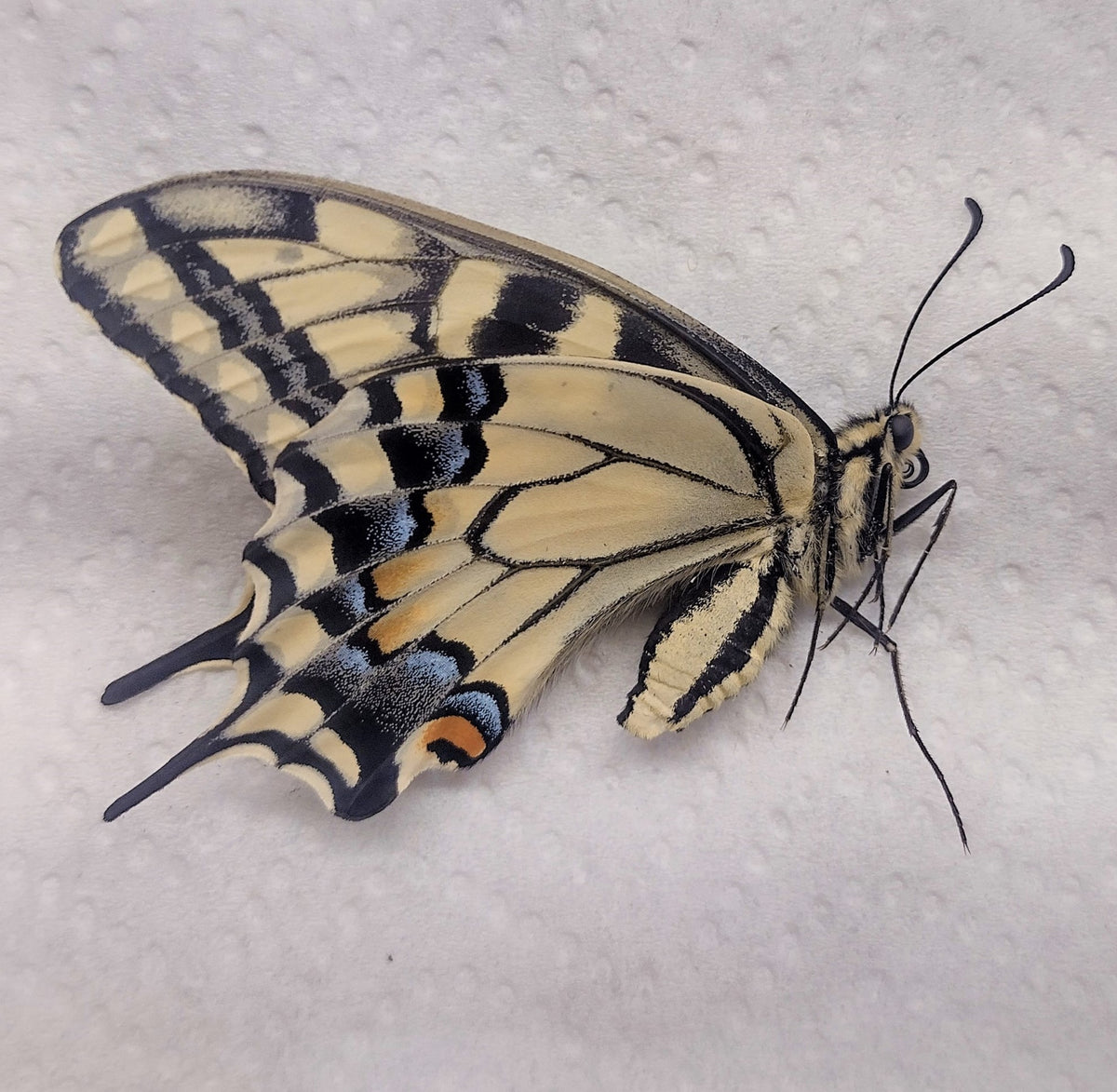 Dried Specimens Sagebrush Butterflies