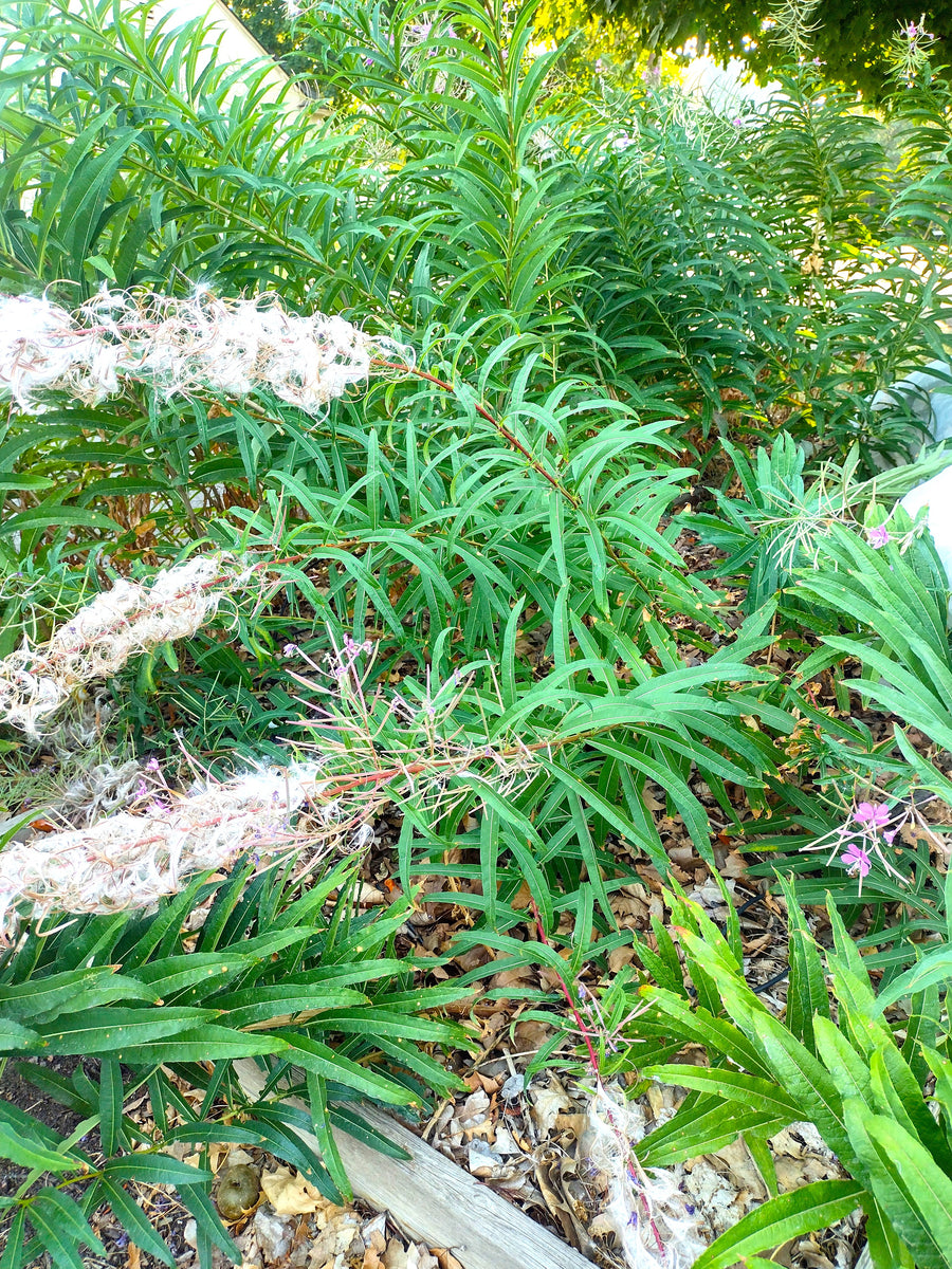 Fireweed Seed Sagebrush Butterflies