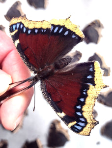 Mourning Cloak Butterfly dried specimen