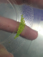 White Lined Sphinx Moth (Hummingbird Moth) EGGS -- LIVE Moth eggs