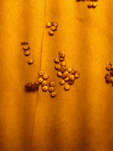 Polyphemus Silk Moth EGGS -- LIVE Moth eggs
