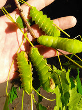 Polyphemus Silk Moth EGGS -- LIVE Moth eggs