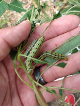 White Lined Sphinx Moth (Hummingbird Moth) EGGS -- LIVE Moth eggs