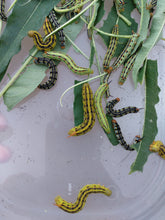 White Lined Sphinx Moth (Hummingbird Moth) EGGS -- LIVE Moth eggs