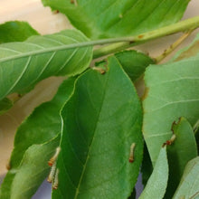Polyphemus Silk Moth EGGS -- LIVE Moth eggs