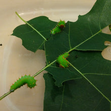Polyphemus Silk Moth EGGS -- LIVE Moth eggs