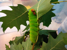 Polyphemus Silk Moth EGGS -- LIVE Moth eggs