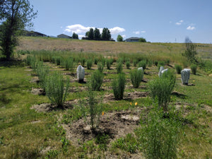 Oregon Swallowtails and the Sagebrush Butterfly Farm Annex