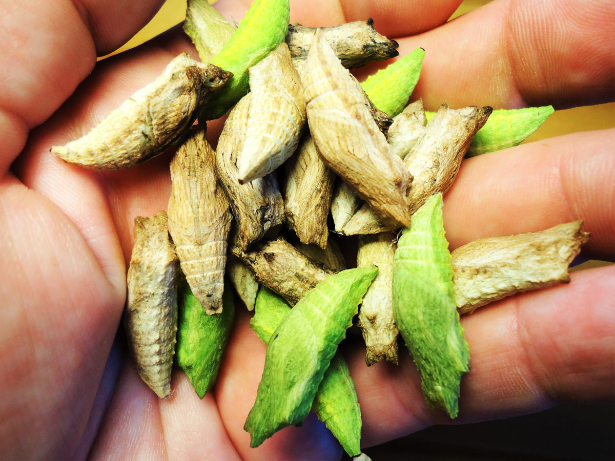 Live Butterflies Sagebrush Butterflies