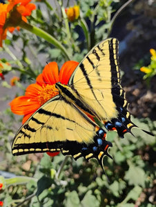 Two Tailed Tiger Swallowtail chrysalis LIVE BUTTERFLY