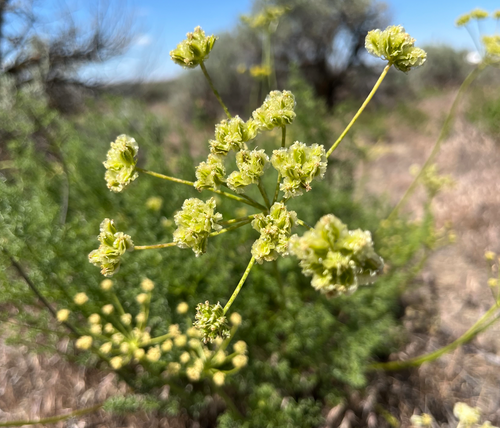 Turpentine Spring Parsley Seed