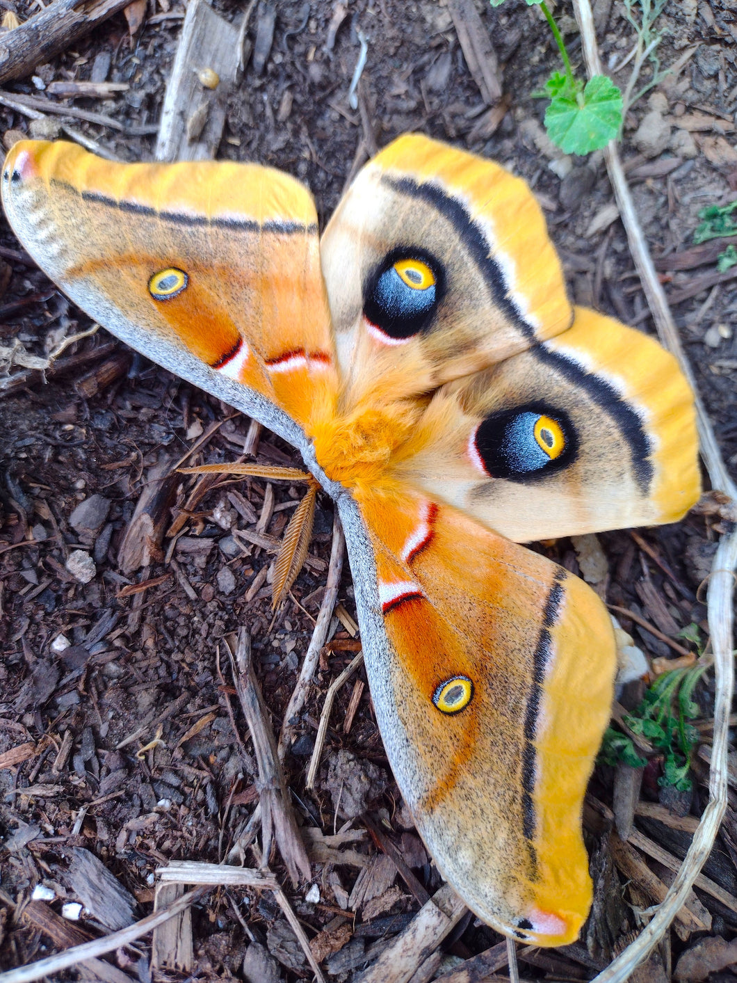 Consultation - Butterflies, Moths, Pollinators and Gardening
