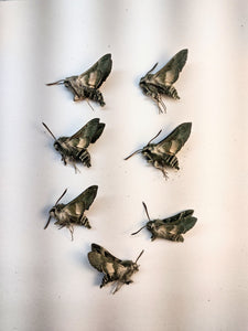 Proserpinus clarkiae -- set of 7 males