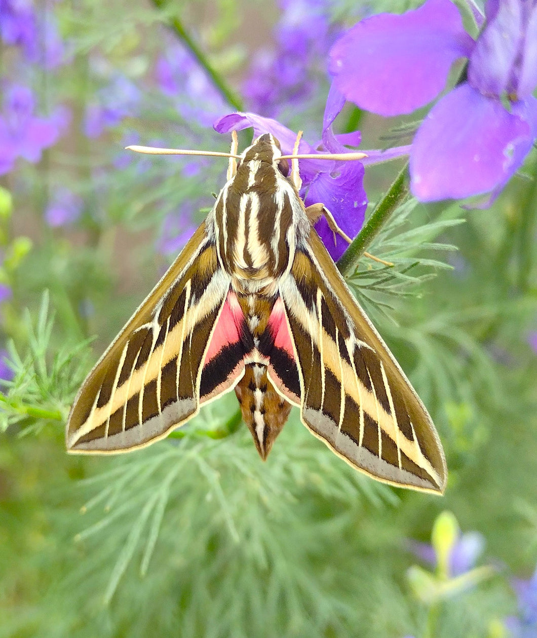 Sphinx Moth Pin White Lined Sphinx Moth