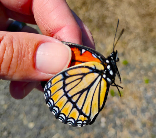 OREGON ONLY -- Viceroy Butterfly -- LIVE BUTTERFLY CHRYSALIS