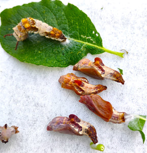 OREGON ONLY -- Viceroy Butterfly -- LIVE BUTTERFLY CHRYSALIS