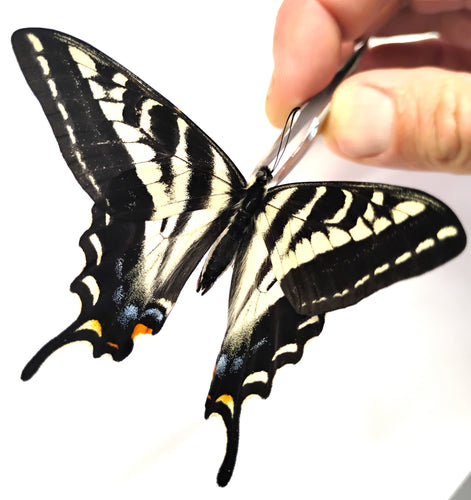 Papilio eurymedon A1(-) wild collected males