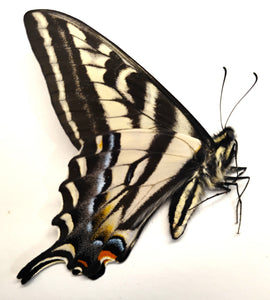 Papilio eurymedon A1(-) wild collected males