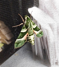 Clark's Sphinx Moth PUPAE -- LIVE Moth
