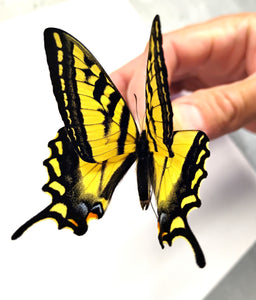 Papilio rutulus A1(-) wild collected males