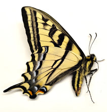 Papilio rutulus A1(-) wild collected males
