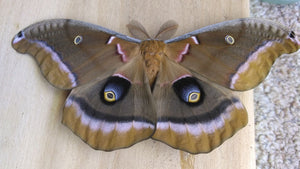 Polyphemus Silk Moth EGGS -- LIVE Moth eggs