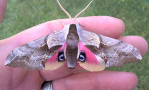 Western Eyed Sphinx Moth EGGS -- LIVE Moth eggs