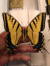 Two Tailed Tiger Swallowtail chrysalis LIVE BUTTERFLY