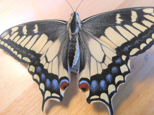 Oregon Swallowtail Chrysalis -- LIVE BUTTERFLY