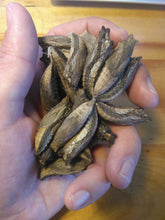 Two Tailed Tiger Swallowtail chrysalis LIVE BUTTERFLY