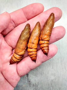 White Lined Sphinx Moth PUPAE -- LIVE Moth