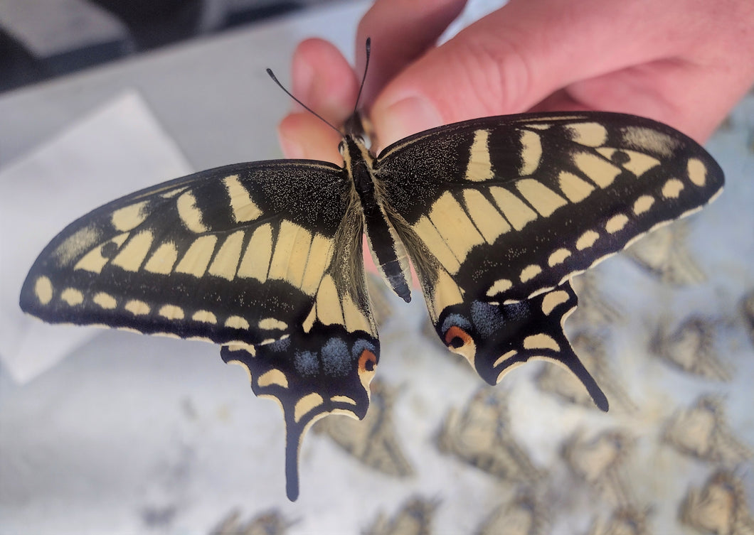 Papilio machaon oregonius A1 Male-Female PAIRS