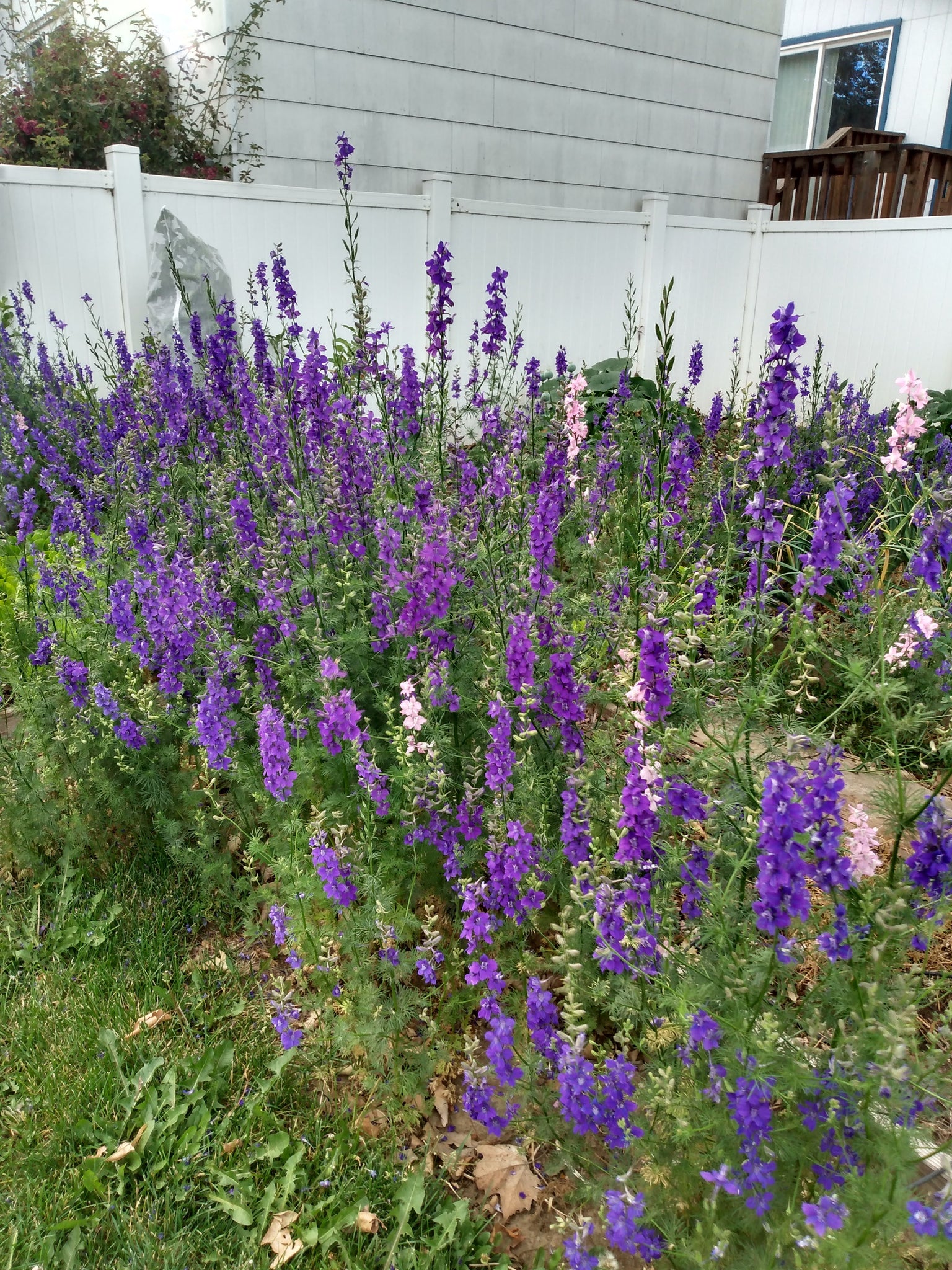 planting larkspur from seed Larkspur Seed – Sagebrush Butterflies
