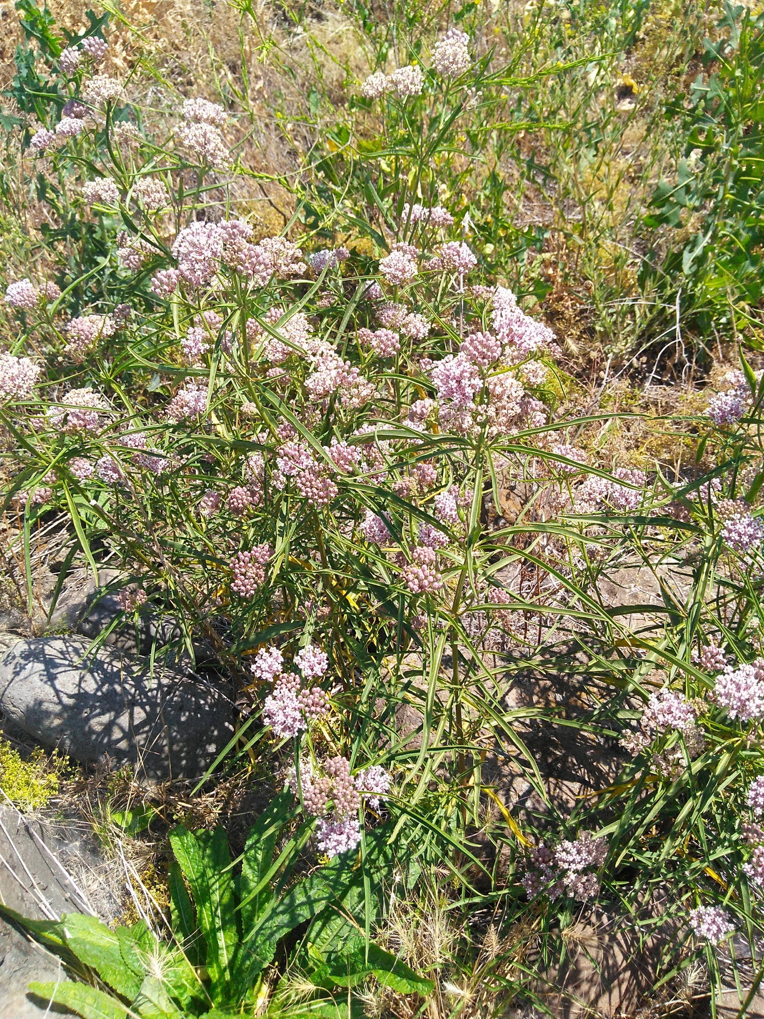 milkweed from seed to flower Narrowleaf Milkweed Seed – Sagebrush Butterflies
