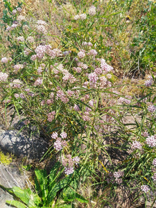 Narrowleaf Milkweed Seed