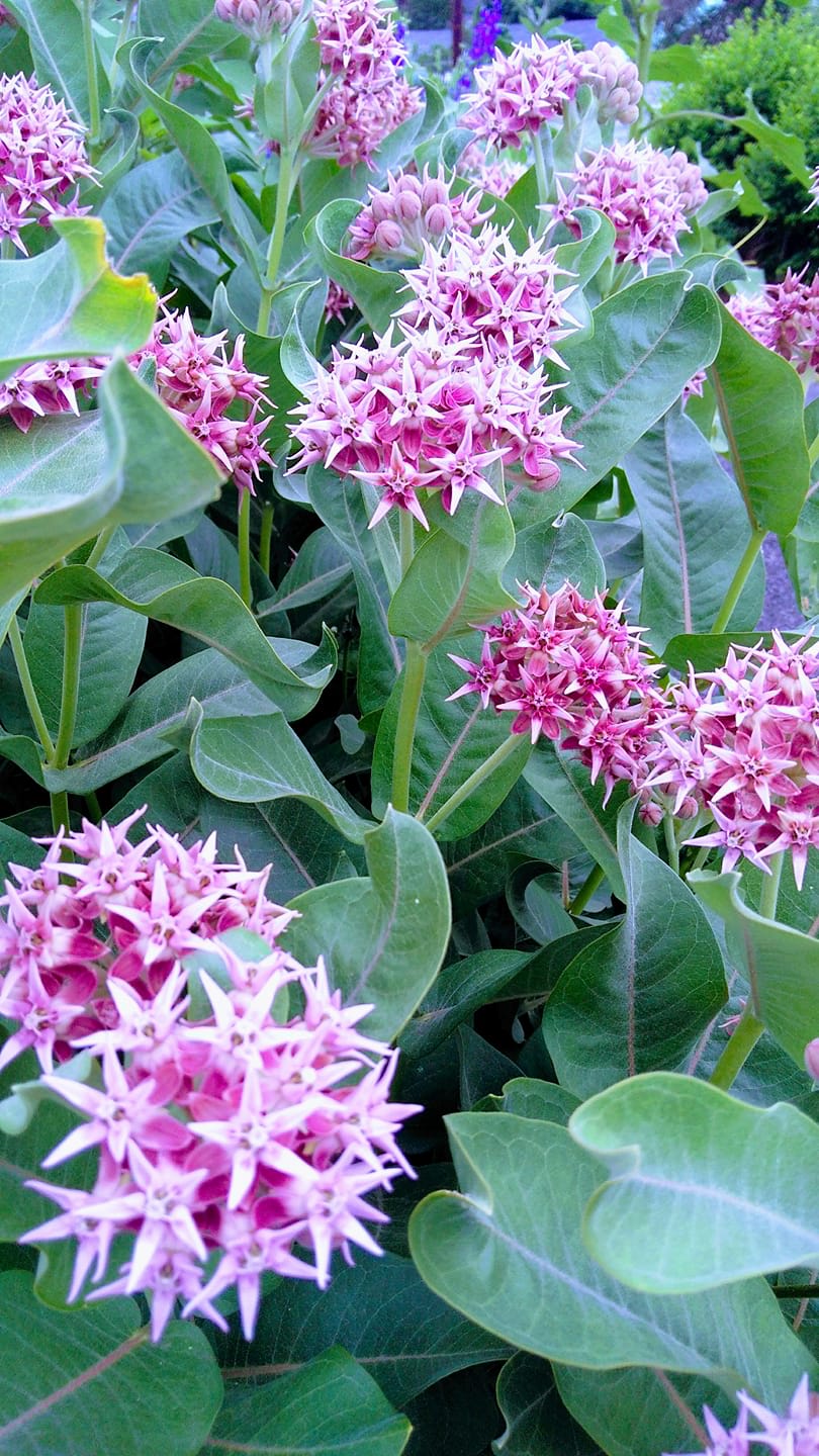 planting showy milkweed seeds Showy Milkweed Seed