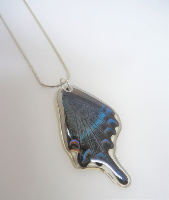 ProductsN N N N Sagebrush Butterflies