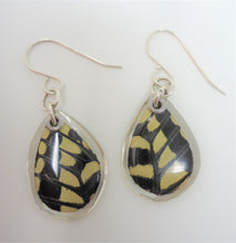 Anise Swallowtail Resin Earrings -- Papilio zelicaon