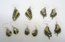 Anise Swallowtail Resin Earrings -- Papilio zelicaon