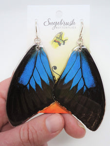 Blue Mountain Swallowtail Resin Earrings -- Papilio ulysses
