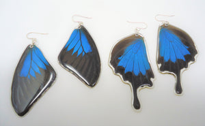 Blue Mountain Swallowtail Resin Earrings -- Papilio ulysses