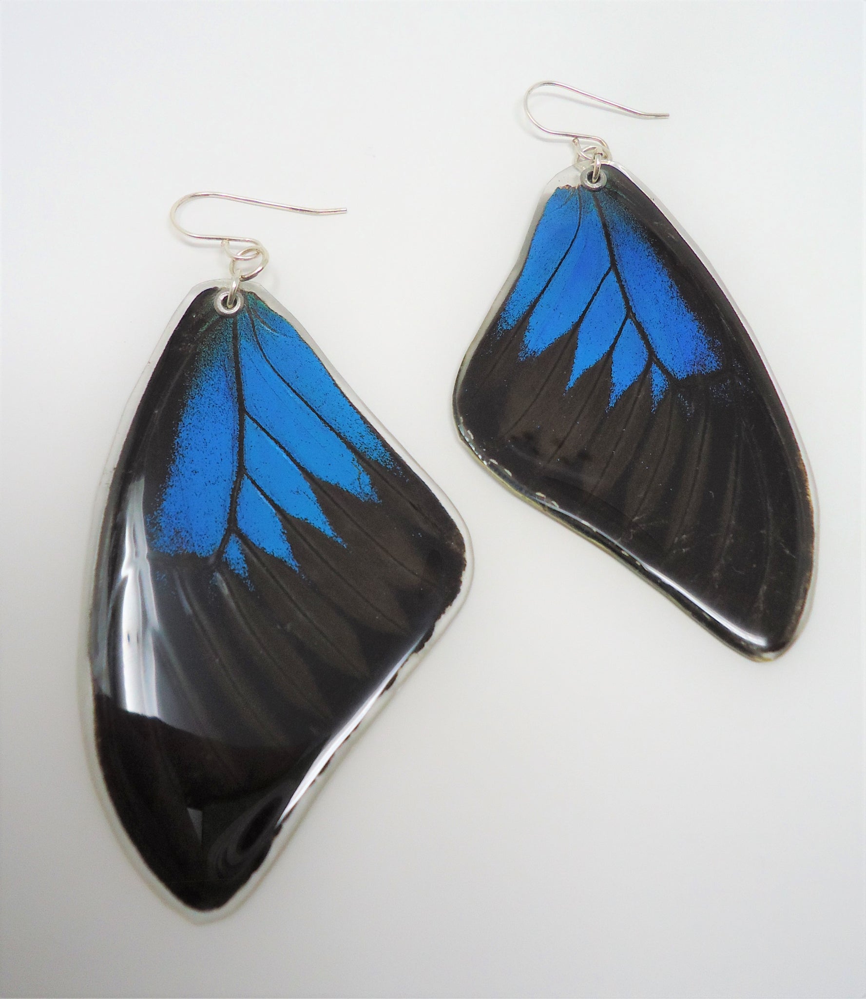 Blue Morpho Butterfly Wing Earrings | AVA Goldworks