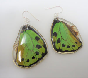 Green Birdwing Butterfly Resin Earrings
