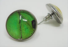 Male Green Birdwing Post Earrings