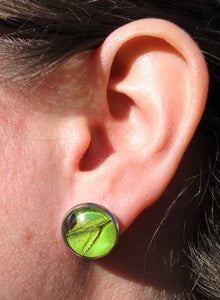 Male Green Birdwing Post Earrings
