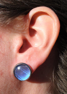Blue Morpho Post Earrings