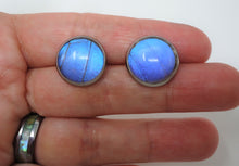 Blue Morpho Post Earrings