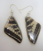 Pale Swallowtail Resin Earrings - Papilio eurymedon