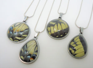 Western Tiger Swallowtail Pendant Necklace - Papilio rutulus